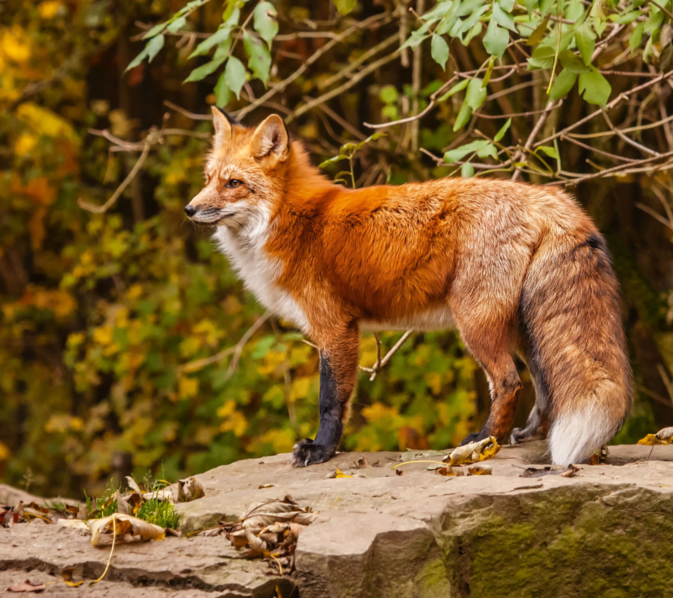 Red Fox wallpaper 960x854