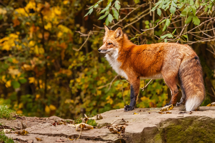 Fondo de pantalla Red Fox