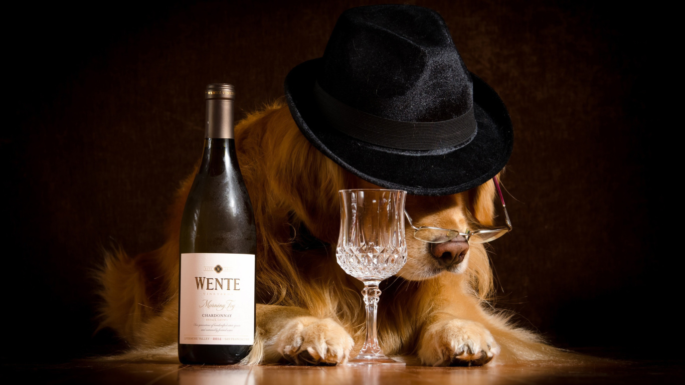 Das Wine and Dog Wallpaper 1366x768