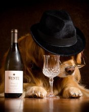Das Wine and Dog Wallpaper 176x220
