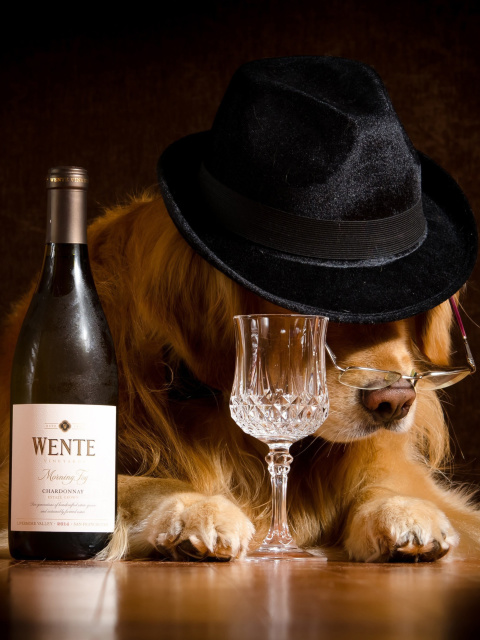 Обои Wine and Dog 480x640