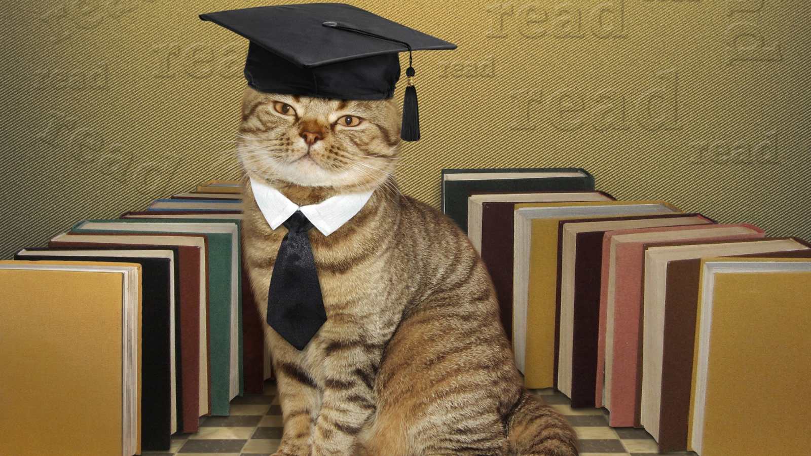 Fondo de pantalla Clever cat with Books 1600x900