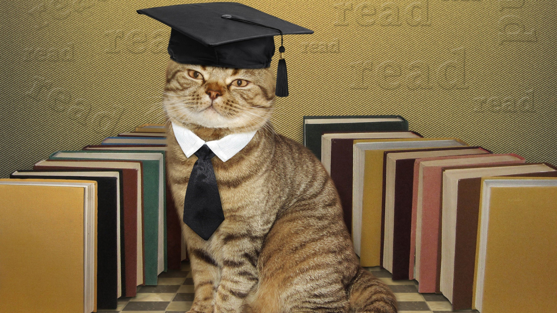 Clever cat with Books wallpaper 1920x1080