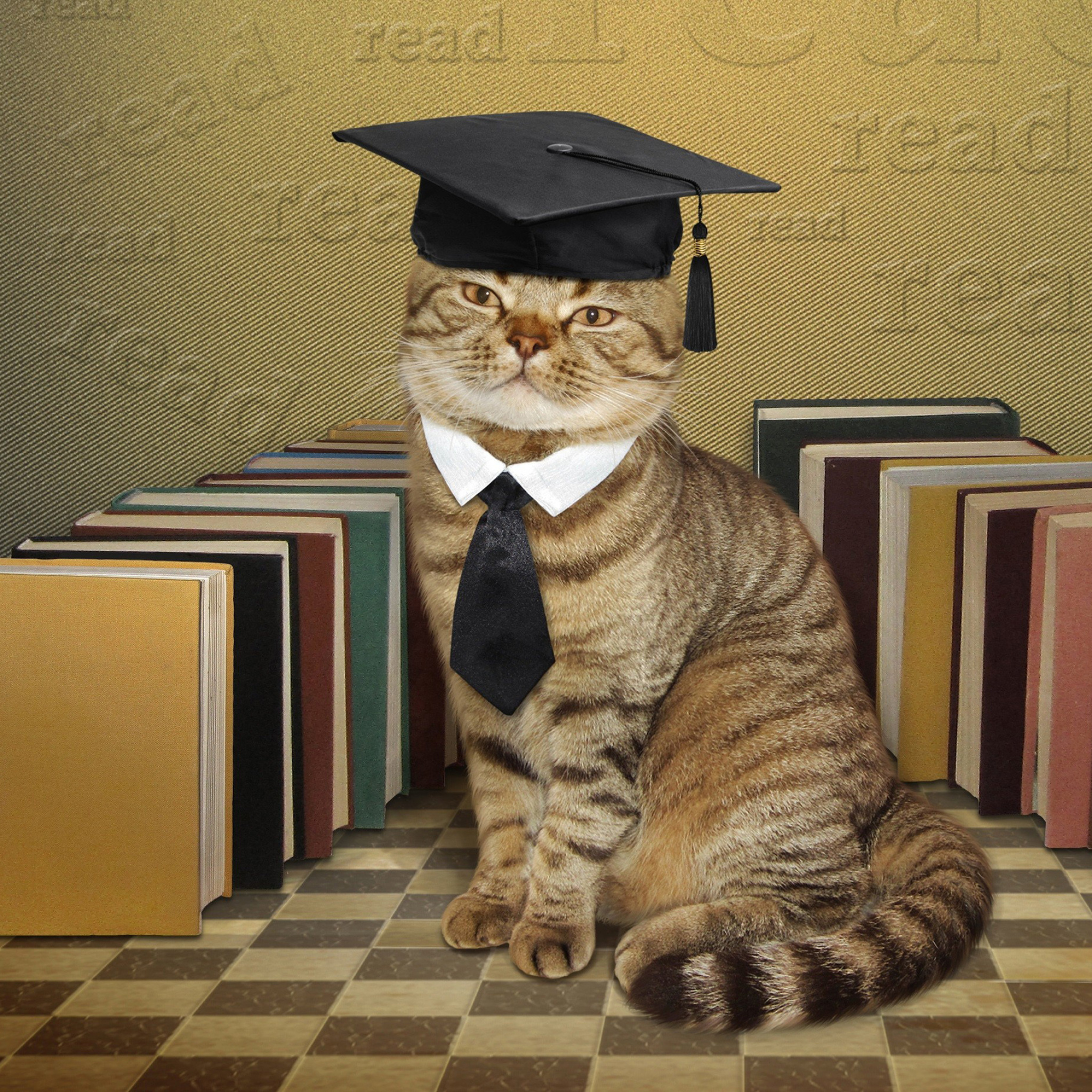 Das Clever cat with Books Wallpaper 2048x2048