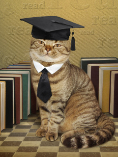 Screenshot №1 pro téma Clever cat with Books 240x320