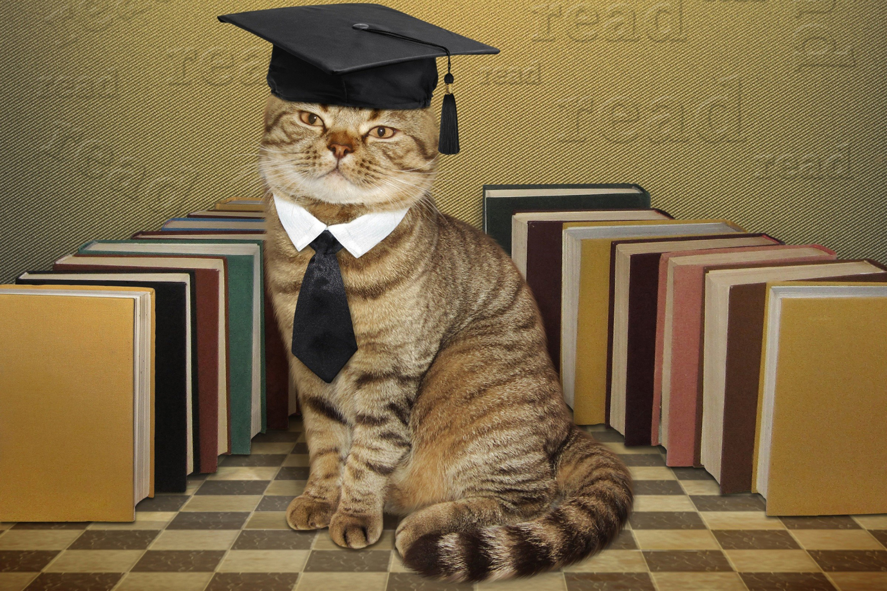 Das Clever cat with Books Wallpaper 2880x1920