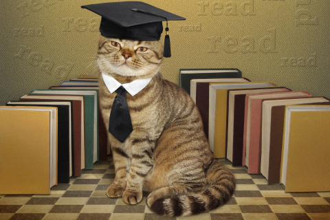Clever cat with Books wallpaper 480x320