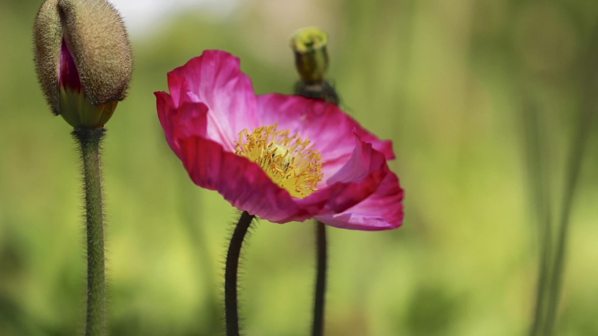 Purple Poppy Flower wallpaper 1920x1080