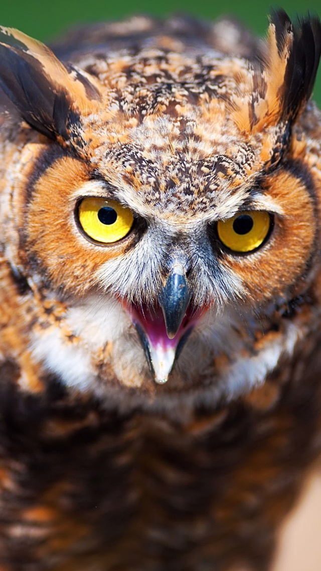 Owl wallpaper 640x1136