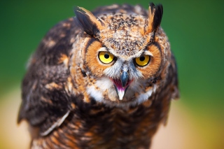 Owl - Obrázkek zdarma pro Samsung Galaxy Tab 3