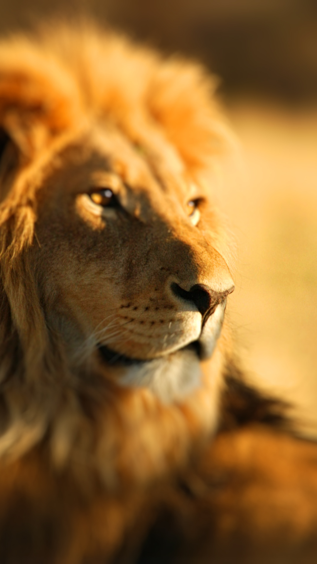 King Lion wallpaper 1080x1920