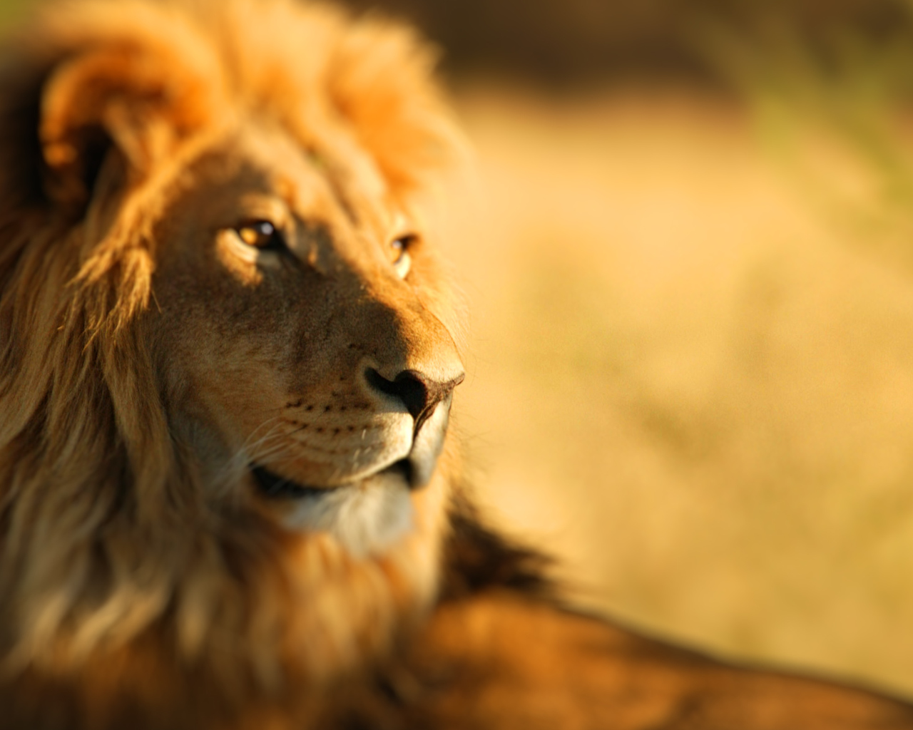 Das King Lion Wallpaper 1280x1024