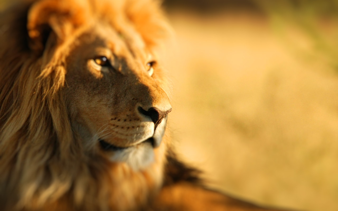 Das King Lion Wallpaper 1280x800