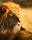 Fondo de pantalla King Lion 128x160
