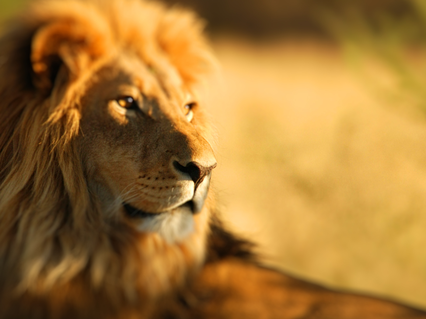 Fondo de pantalla King Lion 1400x1050