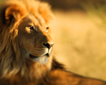 King Lion wallpaper 220x176