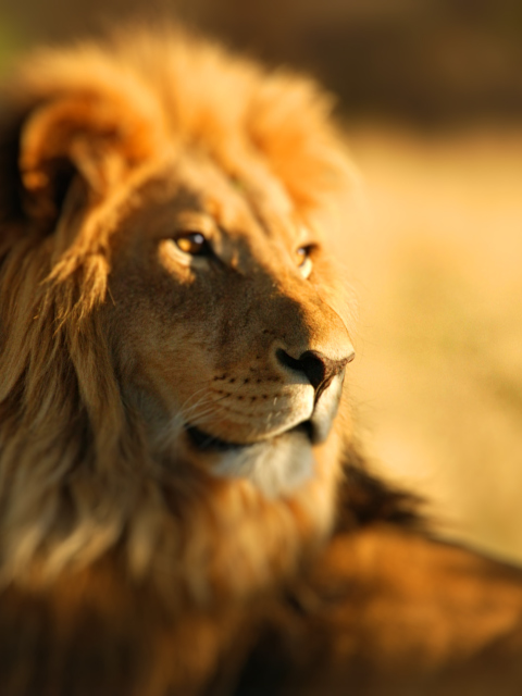 Fondo de pantalla King Lion 480x640