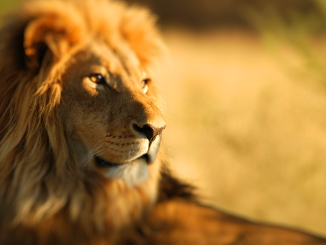 Fondo de pantalla King Lion 640x480