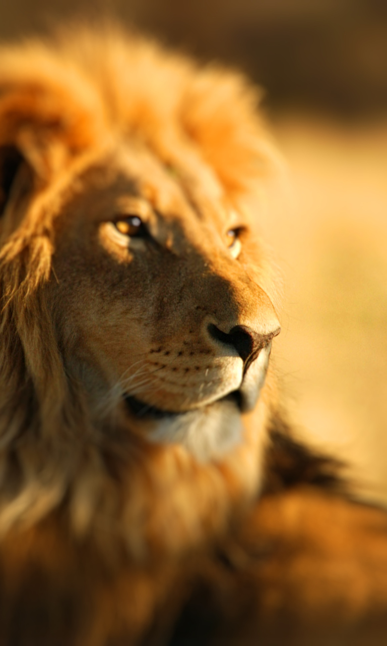 Fondo de pantalla King Lion 768x1280