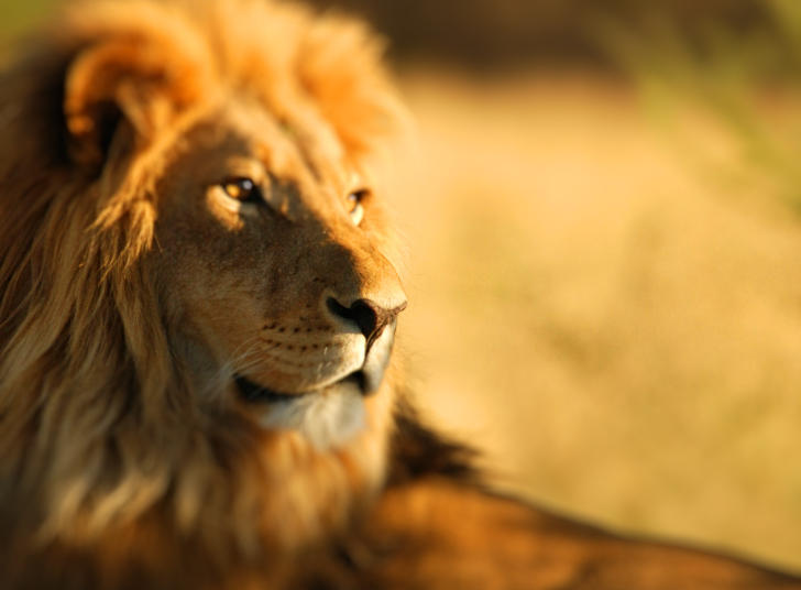 King Lion wallpaper