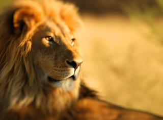 King Lion Wallpaper for Android, iPhone and iPad