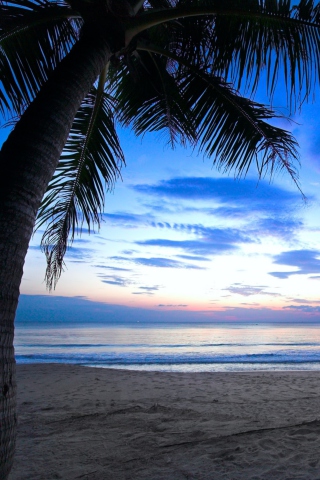 Das Tropical Sunset Wallpaper 320x480