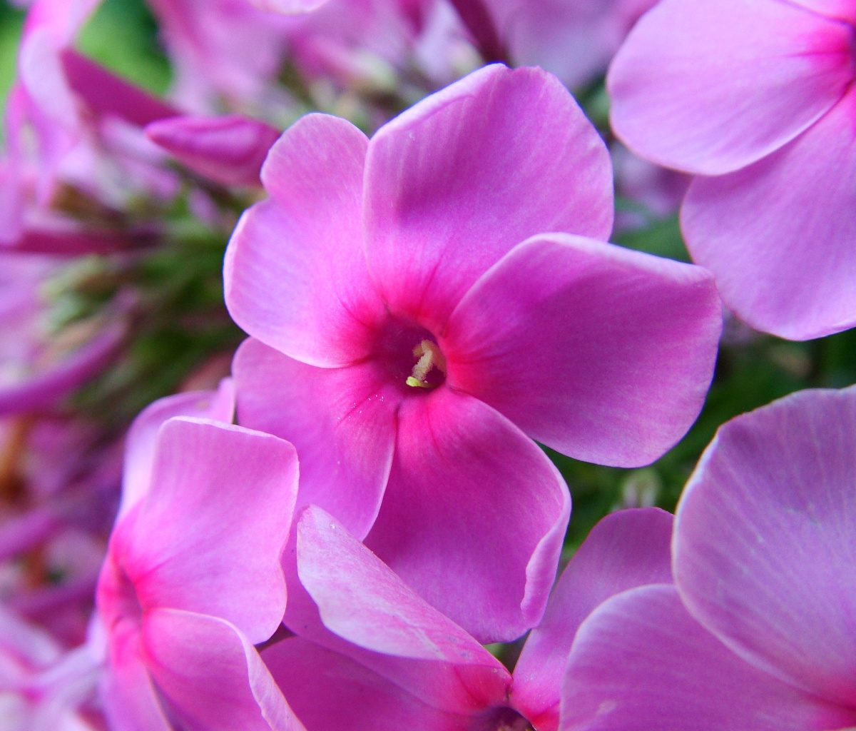 Обои Phlox pink flowers 1200x1024