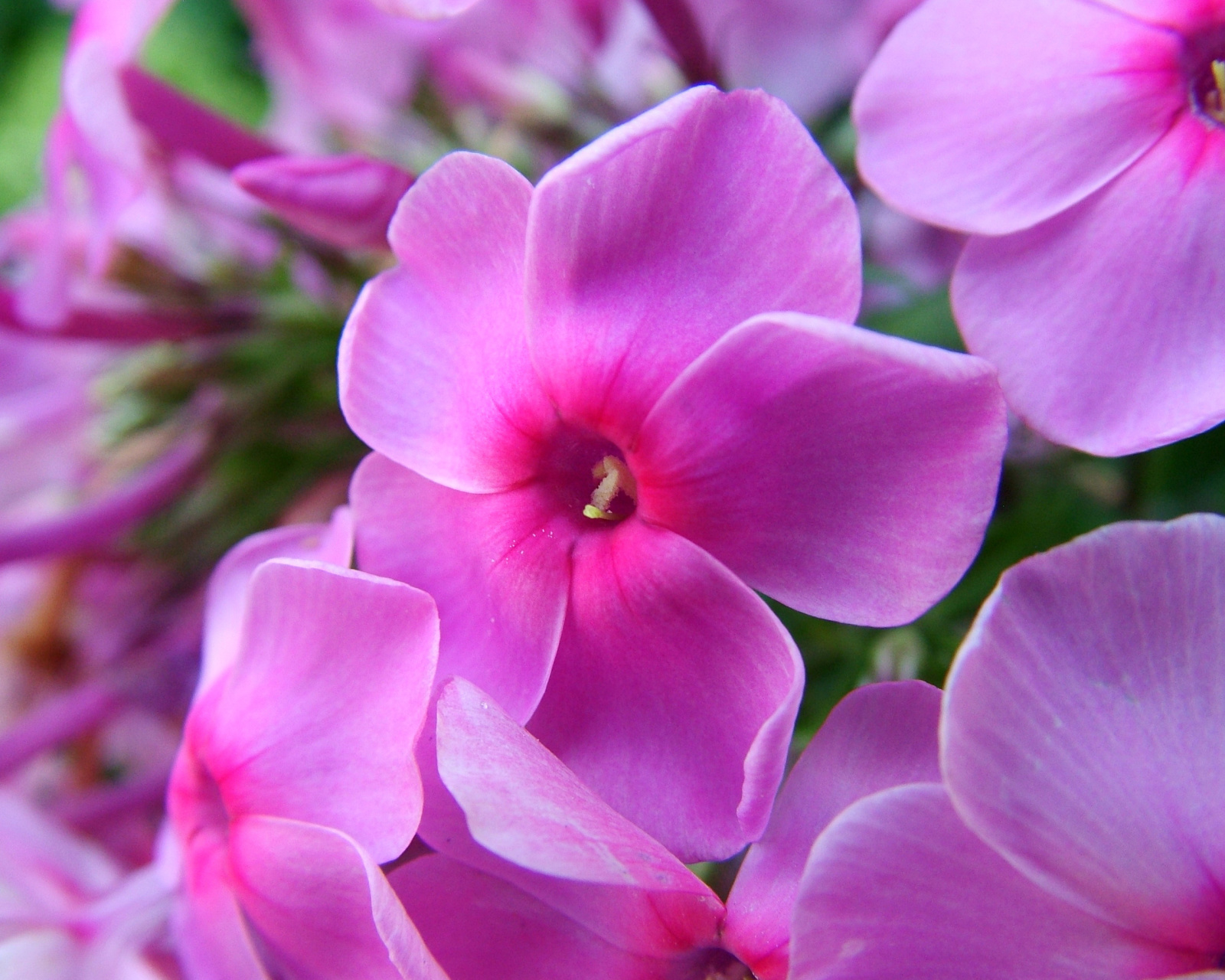 Fondo de pantalla Phlox pink flowers 1600x1280