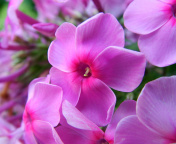Screenshot №1 pro téma Phlox pink flowers 176x144