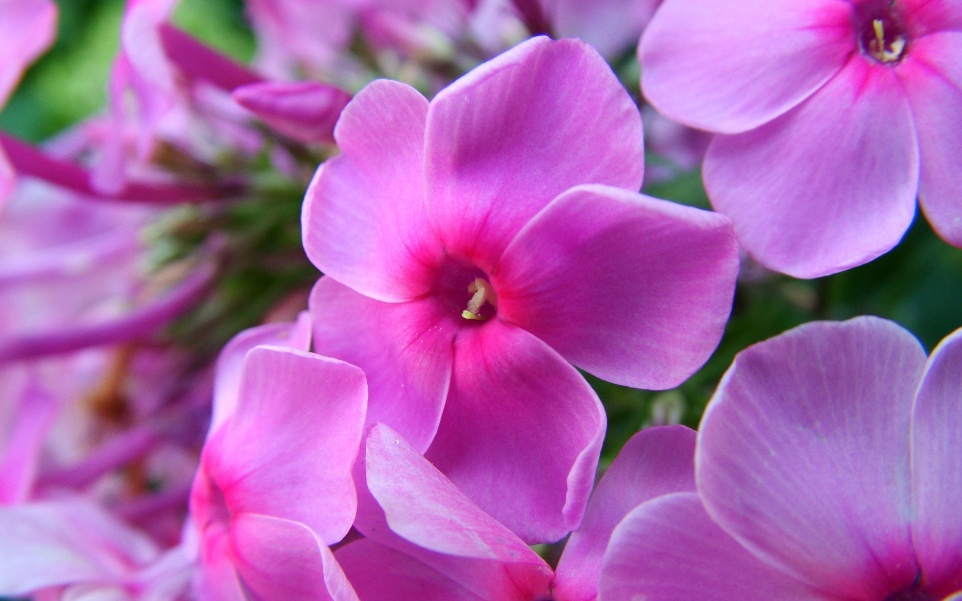 Sfondi Phlox pink flowers 1920x1200