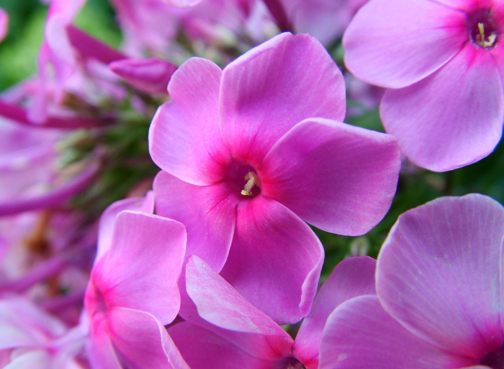 Phlox pink flowers wallpaper 1920x1408