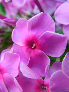 Phlox pink flowers screenshot #1 240x320