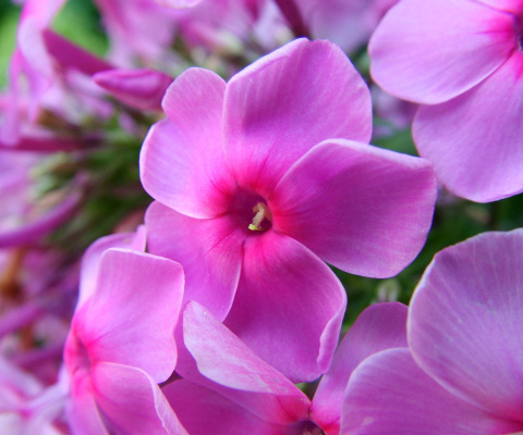 Sfondi Phlox pink flowers 480x400