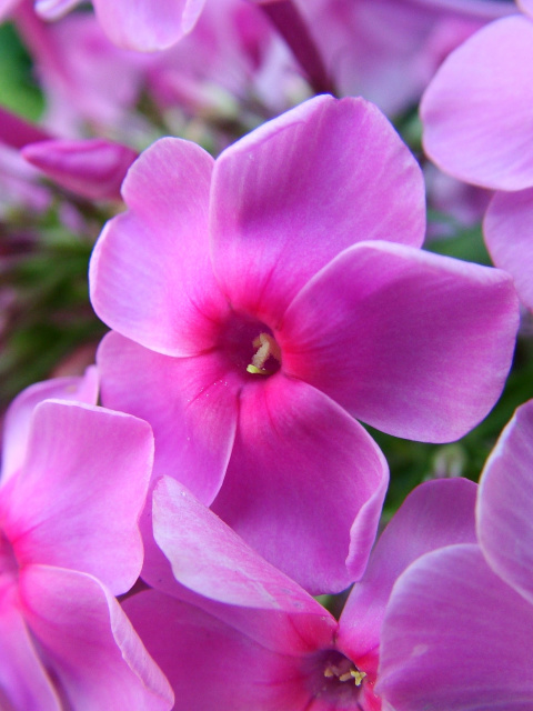 Fondo de pantalla Phlox pink flowers 480x640