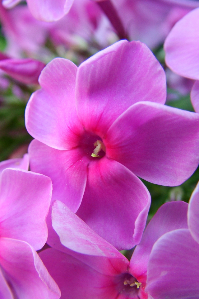 Phlox pink flowers screenshot #1 640x960