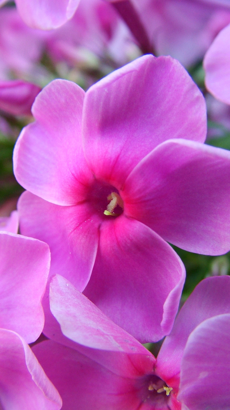 Screenshot №1 pro téma Phlox pink flowers 750x1334