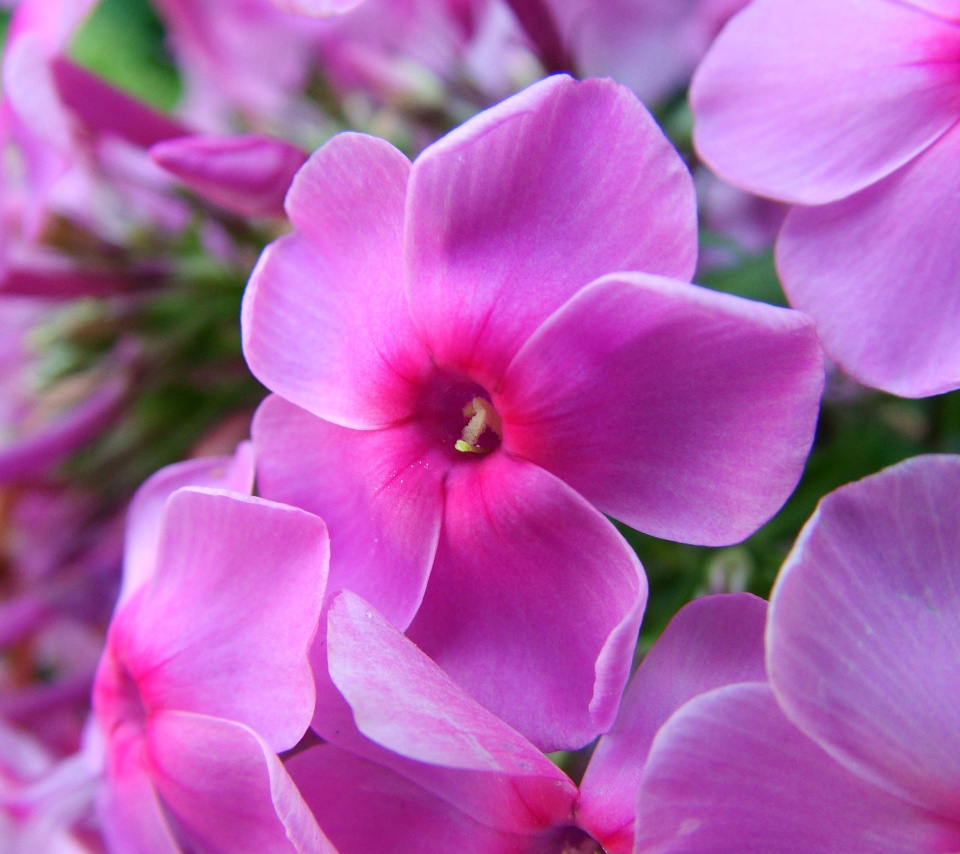 Обои Phlox pink flowers 960x854