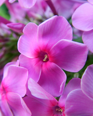 Free Phlox pink flowers Picture for 240x320