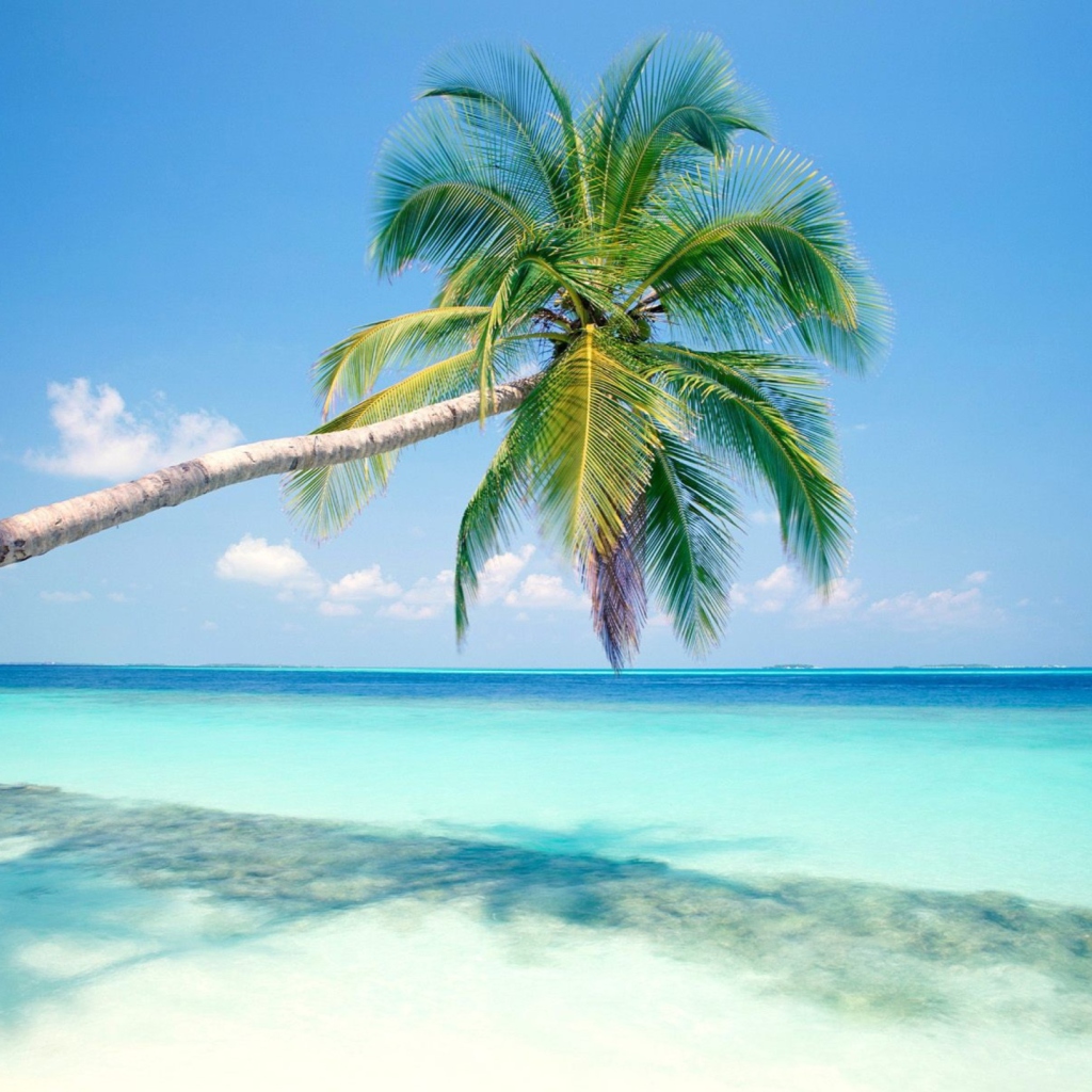 Blue Shore And Palm Tree wallpaper 1024x1024