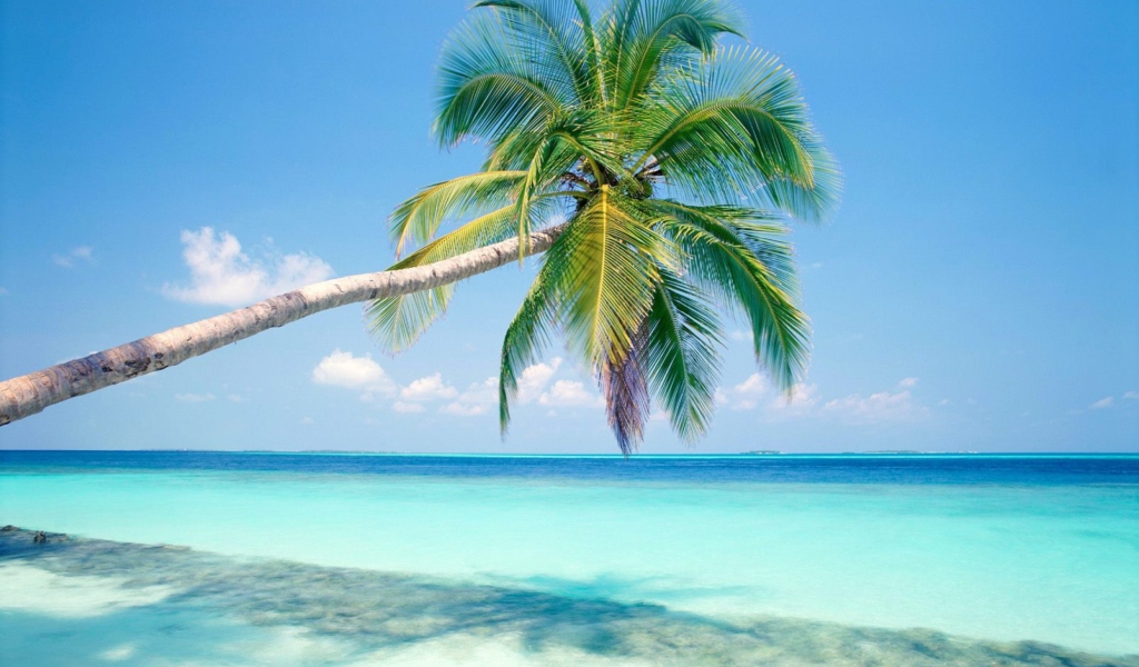 Blue Shore And Palm Tree wallpaper 1024x600