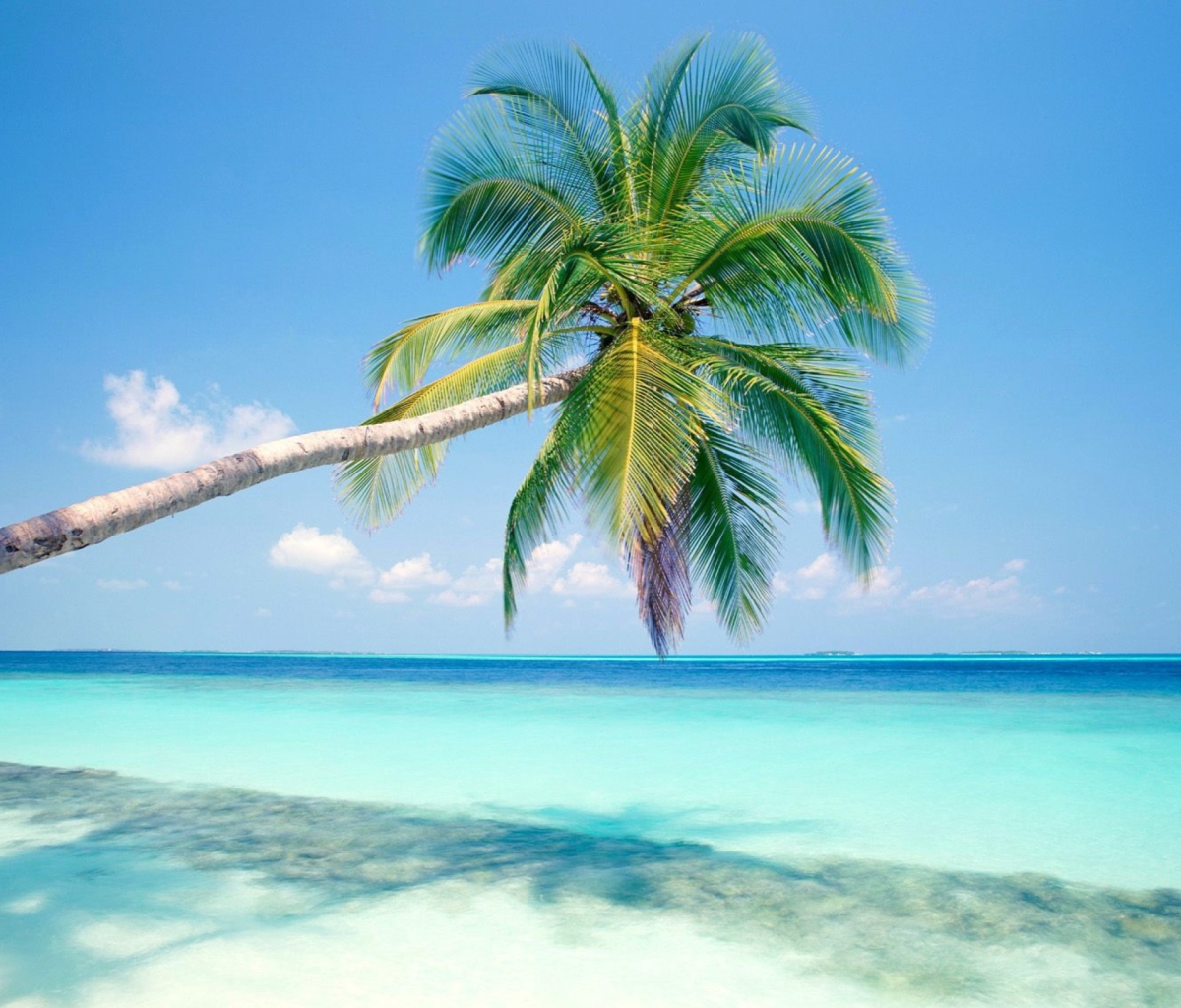 Blue Shore And Palm Tree wallpaper 1200x1024