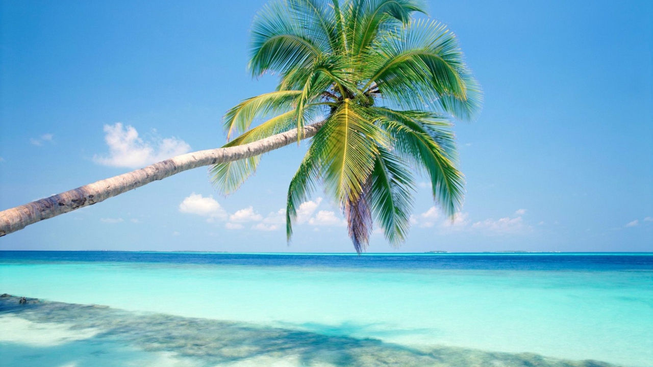 Das Blue Shore And Palm Tree Wallpaper 1280x720