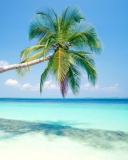 Blue Shore And Palm Tree wallpaper 128x160