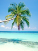 Sfondi Blue Shore And Palm Tree 132x176