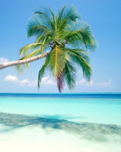 Blue Shore And Palm Tree screenshot #1 176x220