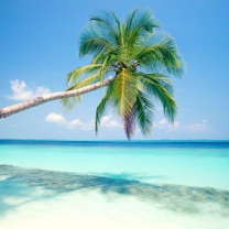 Blue Shore And Palm Tree wallpaper 208x208
