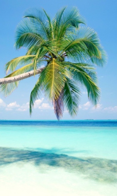 Blue Shore And Palm Tree screenshot #1 240x400