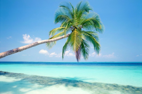 Blue Shore And Palm Tree wallpaper 480x320