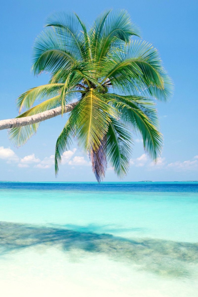 Blue Shore And Palm Tree screenshot #1 640x960