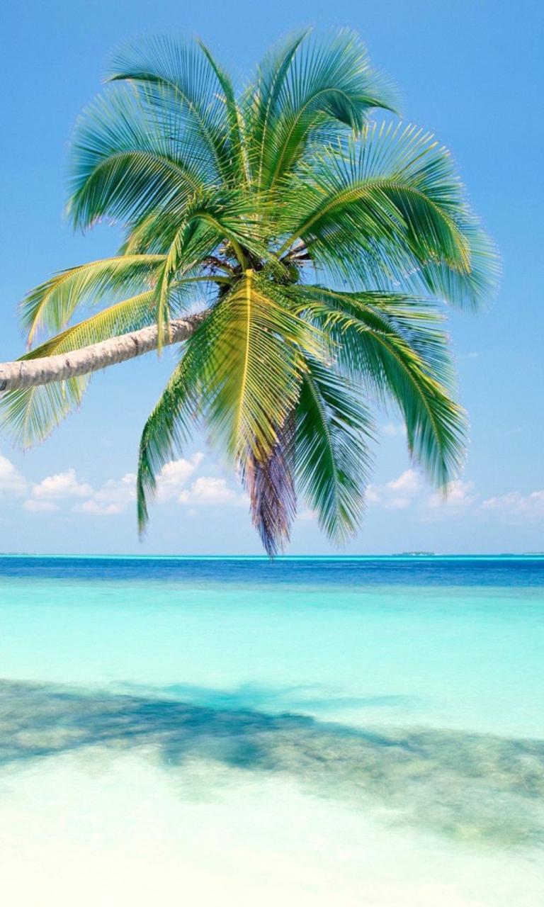Blue Shore And Palm Tree wallpaper 768x1280
